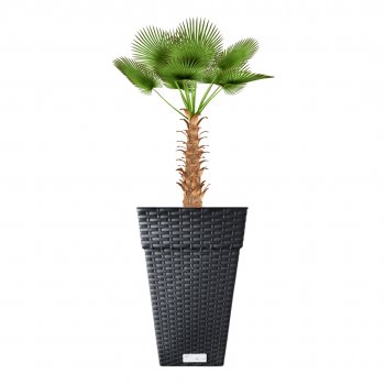 CONJUNTO 128 VASOS QUADRADO COLUNA RATTAN GRANDE C-PRETO 28L